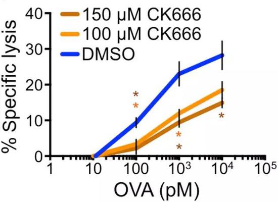 CK666作用下，T細(xì)胞對(duì)靶細(xì)胞裂解能力明顯下降